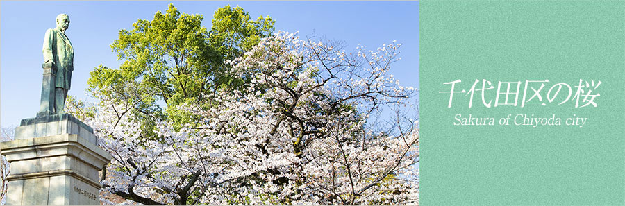 千代田区の桜